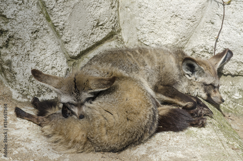 Otocyon megalotis / Renard à oreilles de chauvesouris Stock Photo Adobe Stock