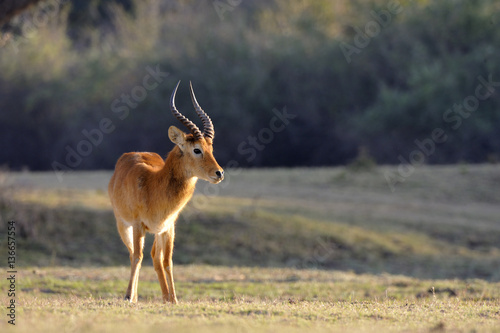 Kobus leche kafuensis   Cobe de Lechwe du Kafue