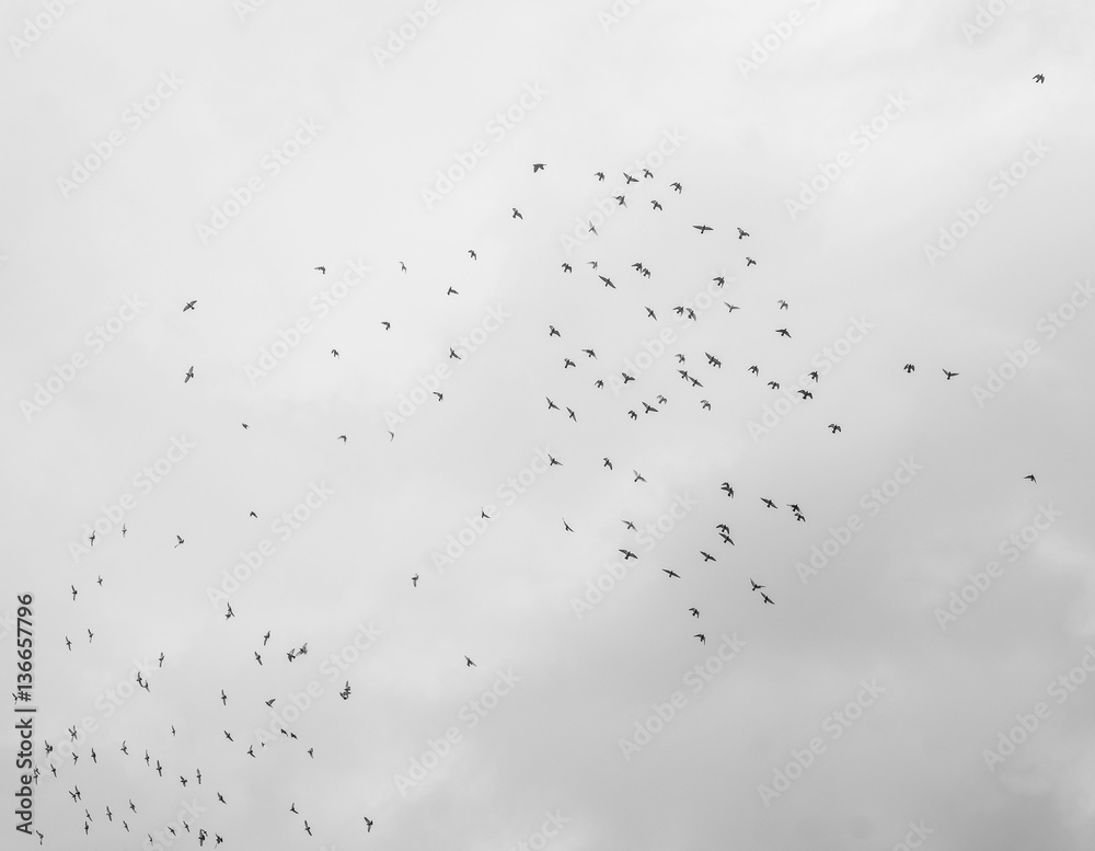 Flock of birds flying high, against a pale sky with a few clouds Flock of birds flying high, against a pale sky with a few clouds