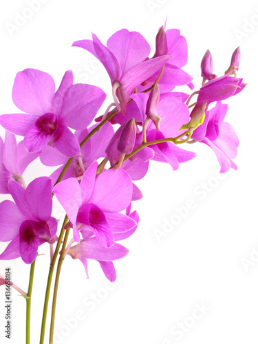 beautiful pink orchid flower bud isolated on white background