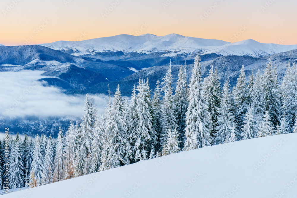 winter landscape trees in frost winter landscape trees in frost