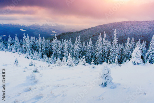 winter landscape trees in frost 