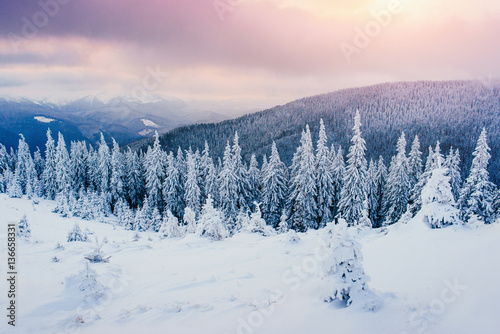 winter landscape trees in frost 