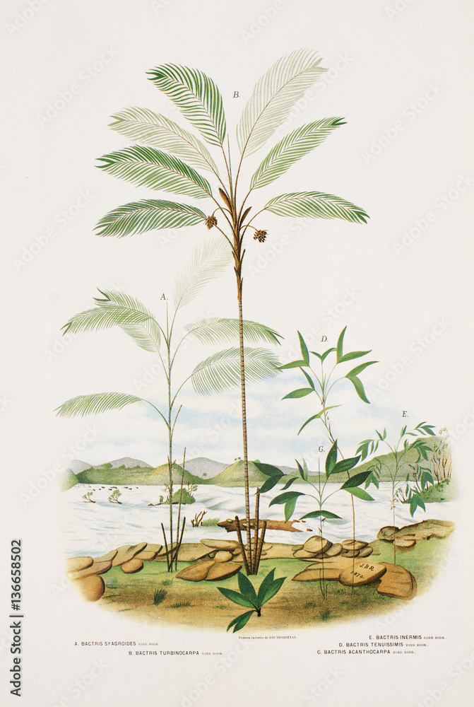 Illustration botanique Palmier/ Bactris syagroides