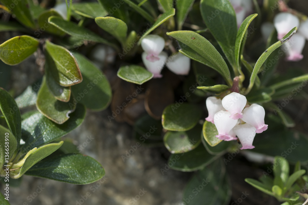 Arctostaphylos uva-ursi/ Busserole Arctostaphylos uva-ursi/ Busserole