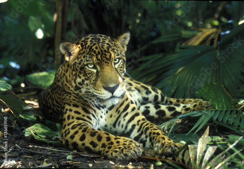 Panthera onca   Jaguar
