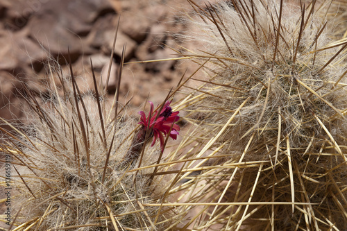 Oreocereus leucotrichus photo