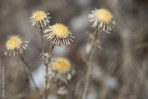 Carlina corymbosa   Carline en corymbe