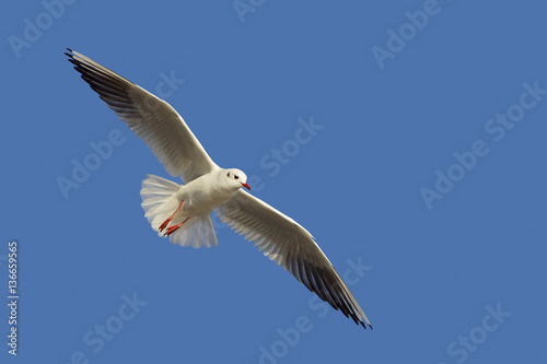 Larus ridibundus / Mouette rieuse