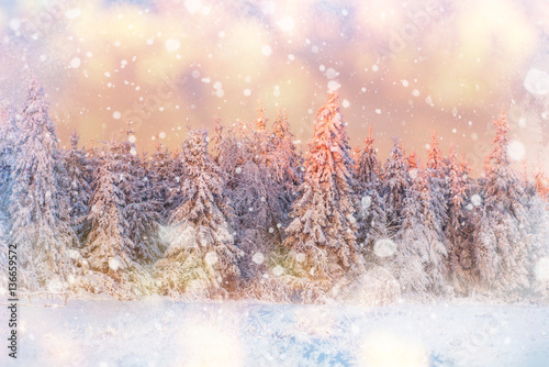 magical winter snow covered tree  background with some soft high