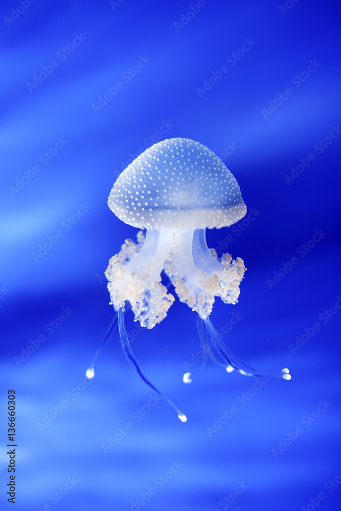 Jellyfish in Genoa aquarium, Italy