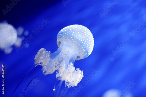 Australian spotted white jellyfish floating in Genoa aquarium, Italy