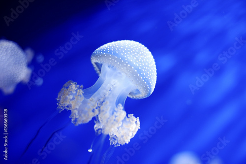Genoa, Italy - white jellyfish in aquarium