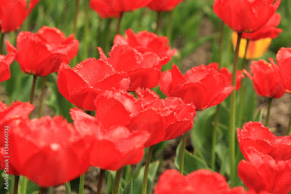 Obraz premium Botanical Garden 