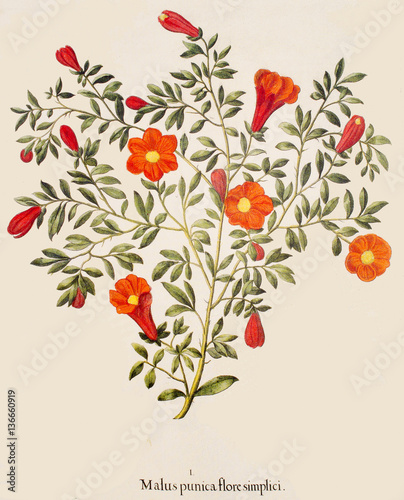 Illustration botanique / Punica granatum / Grenadier photo