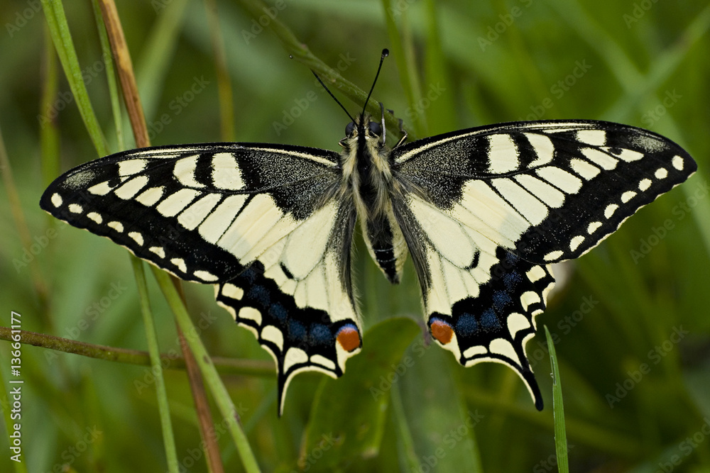 Papilio machaon / Machaon / Grand porte queue Papilio machaon / Machaon / Grand porte queue