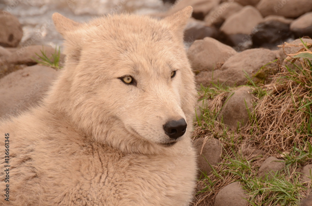 Obraz premium シンリンオオカミ