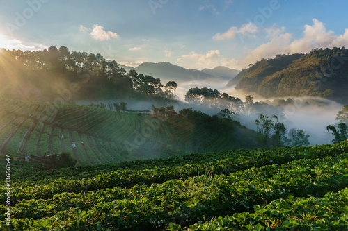 Misty morning sunrise in strawberry garden, View of morning mist at Doi Ang Khang, Chiang Mai Province, Thailand