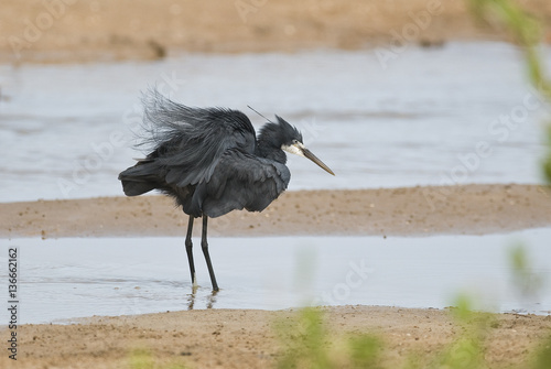 Egretta gularis / Aigrette à gorge blanche photo