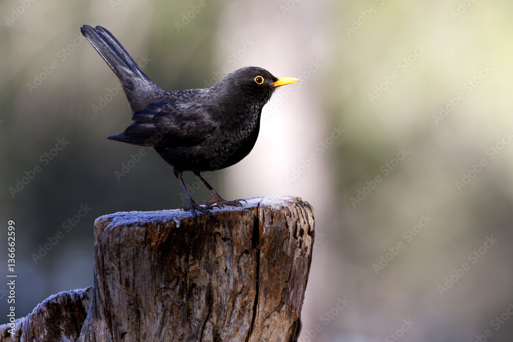 Male of Common blackbird. Turdus merula Male of Common blackbird. Turdus merula