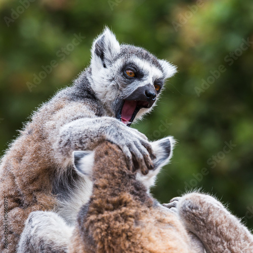 Ring-tailed lemurs fighting