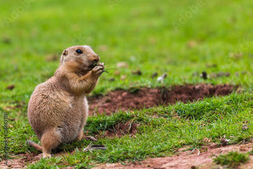 Prairie marmot feeding