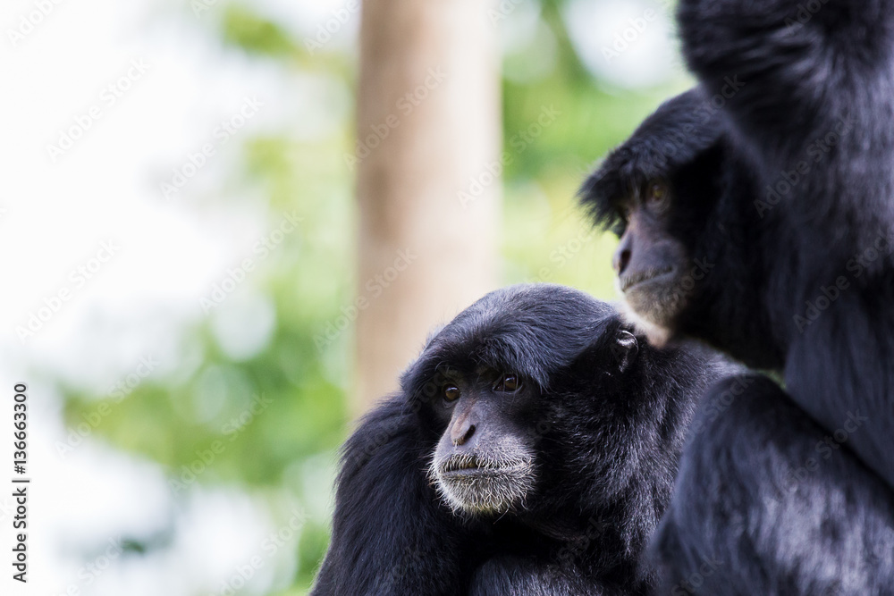 Siamang pair