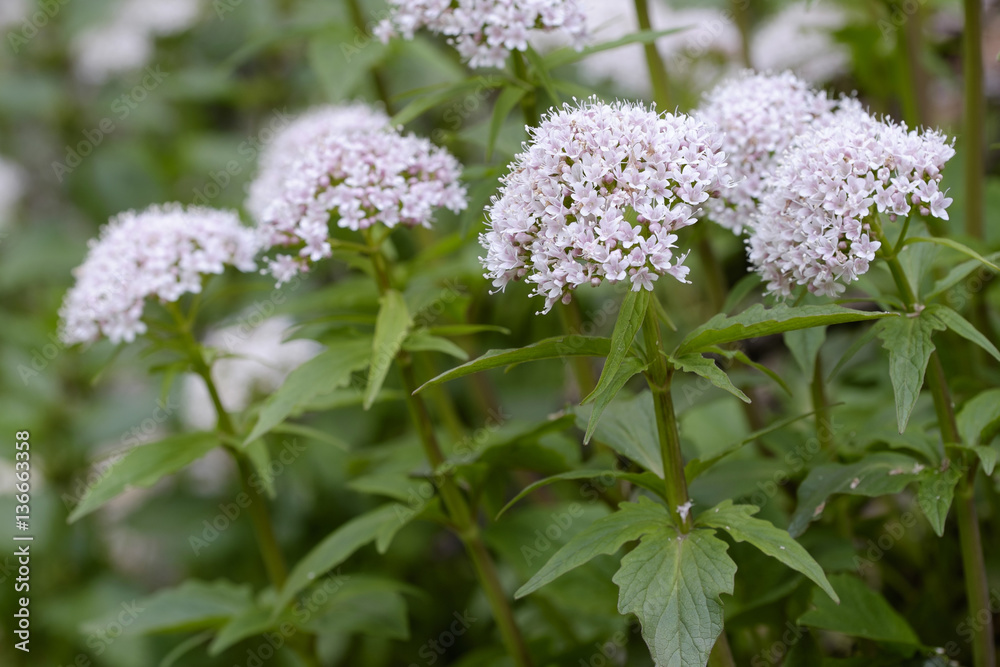 Valeriana tripteris / Valériane à feuilles trifides Valeriana tripteris / Valériane à feuilles trifides