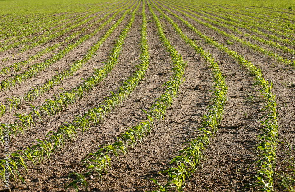 agriculture field with rows of young green plants agriculture field with rows of young green plants
