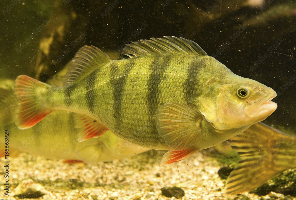 Fototapeta premium Perca fluviatilis / Perche de rivière