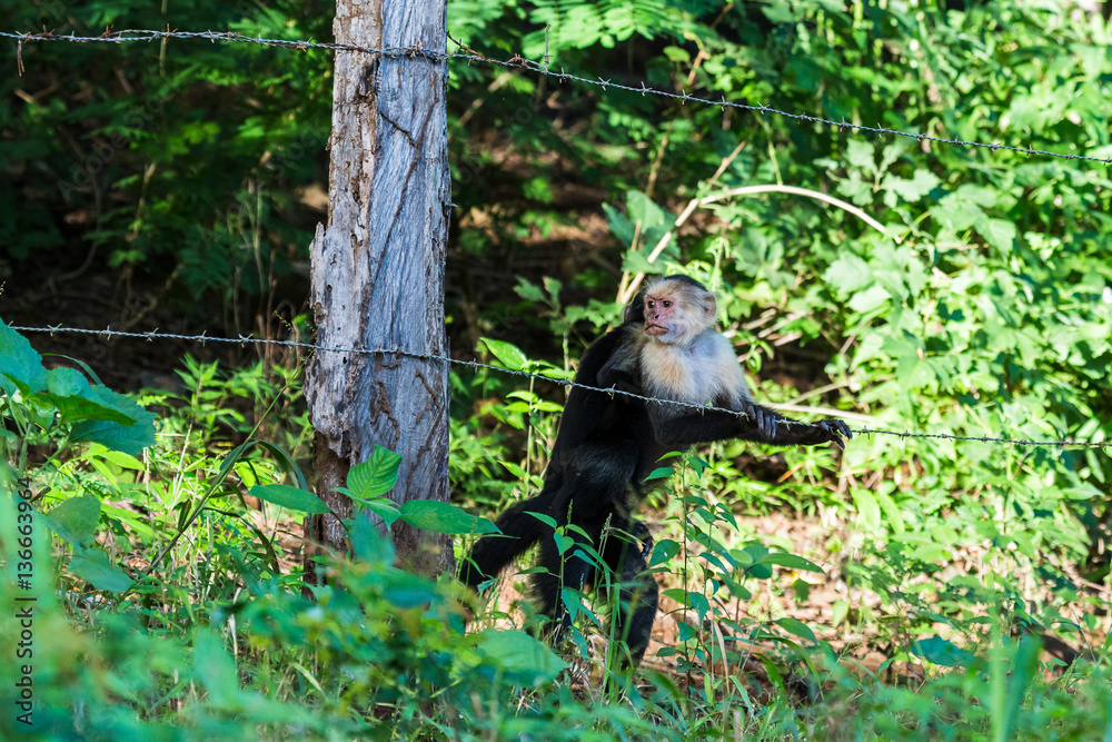 White faced capuchin crossing the track