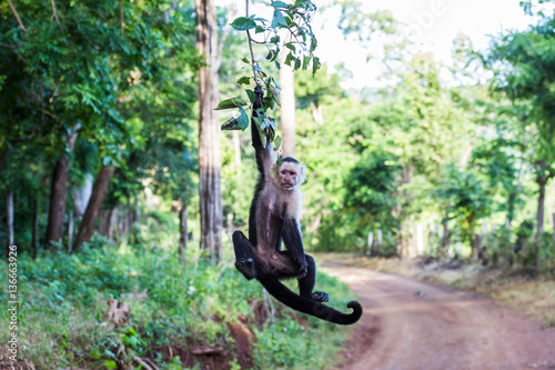 A white faced capuchin swings from a branch photo