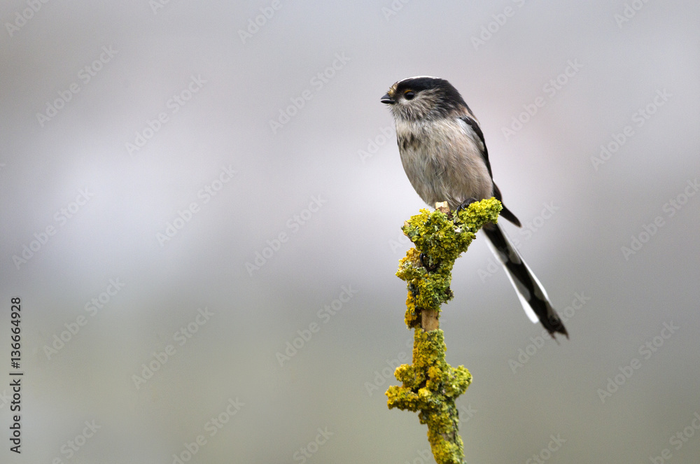Naklejka premium Long-tailed tit. Aegithalos caudatus