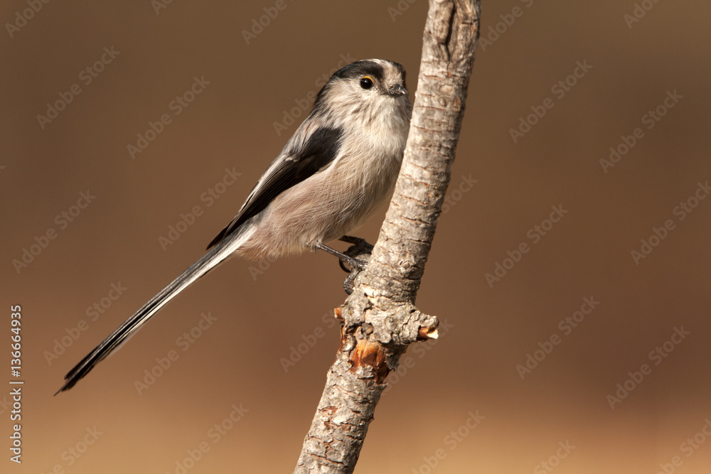 Naklejka premium Long-tailed tit. Aegithalos caudatus