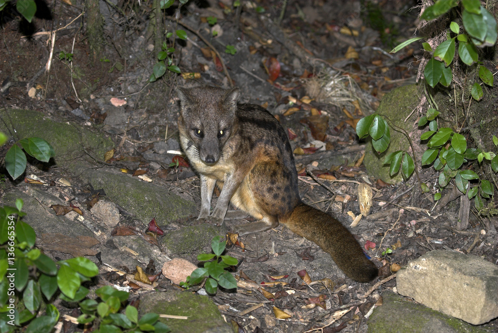 Fossa fossana / Civette malgache Fossa fossana / Civette malgache