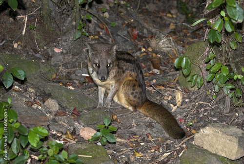 Fossa fossana   Civette malgache