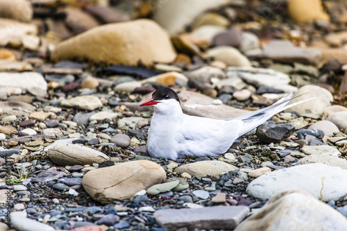 Arctic Tern standing near her nest protecting her egg from predators © Curioso.Photography