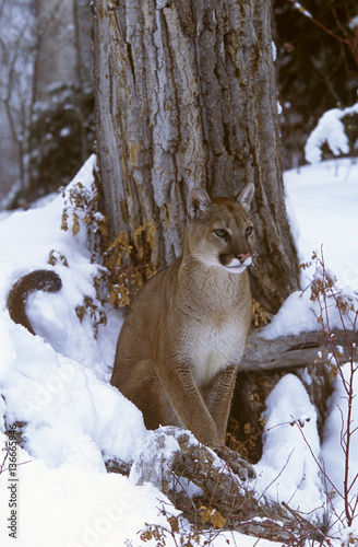 Felis concolor / Puma / Cougar