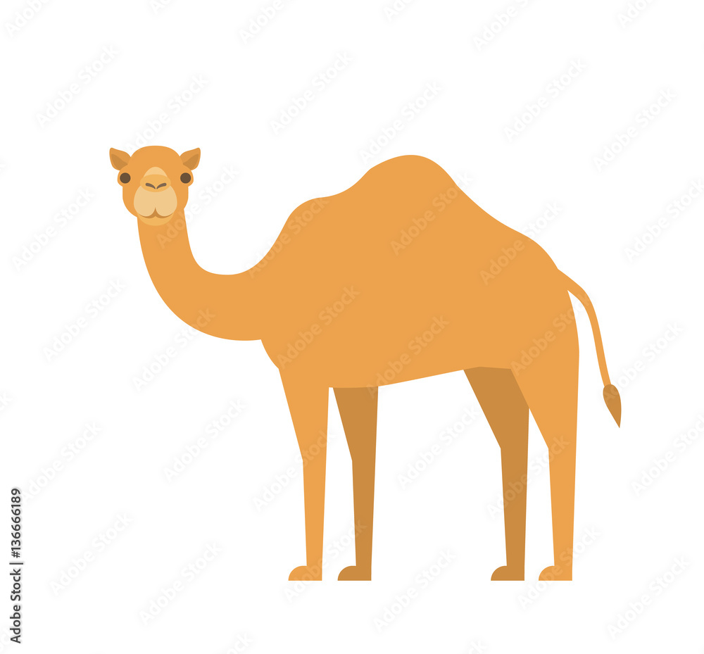  cartoon camel in flat style on white background