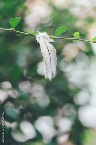 White bird feather on the tree branch