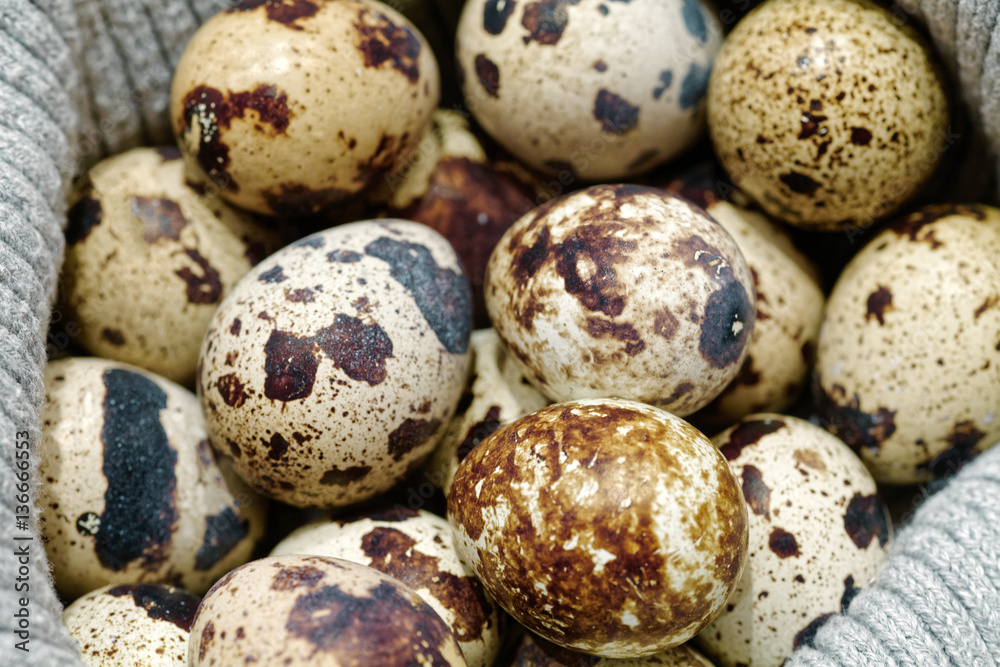 Close-up of raw quail spotted eggs. Close-up of raw quail spotted eggs.