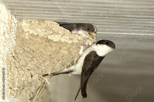 Delichon urbica / Hirondelle de fenêtre photo