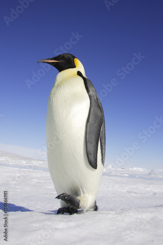 Aptenodytes forsteri   Manchot empereur