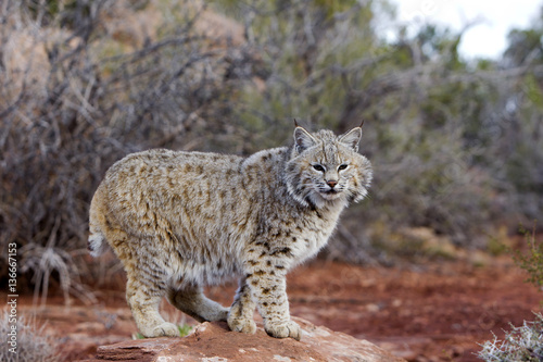 Lynx rufus / Lynx roux © PIXATERRA