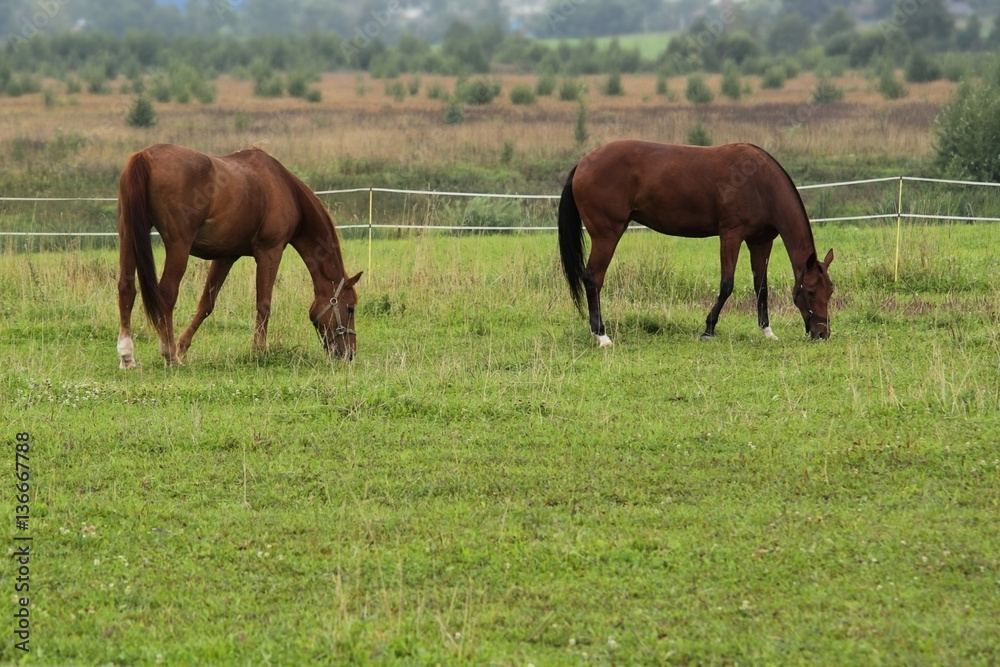 summer landscape with of a pair of horses summer landscape with of a pair of horses