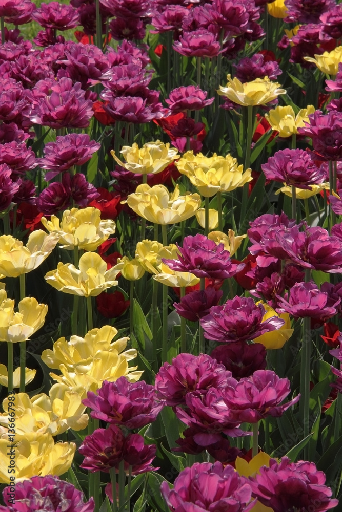 open bright yellow and purple tulips on the lawn