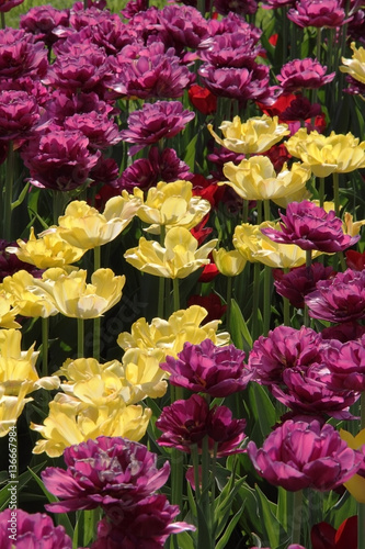 open bright yellow and purple tulips on the lawn