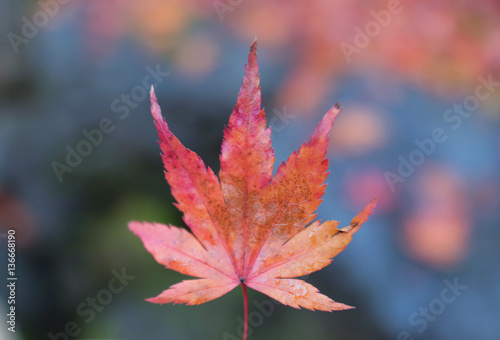 close up red leaf  in autumn Japan