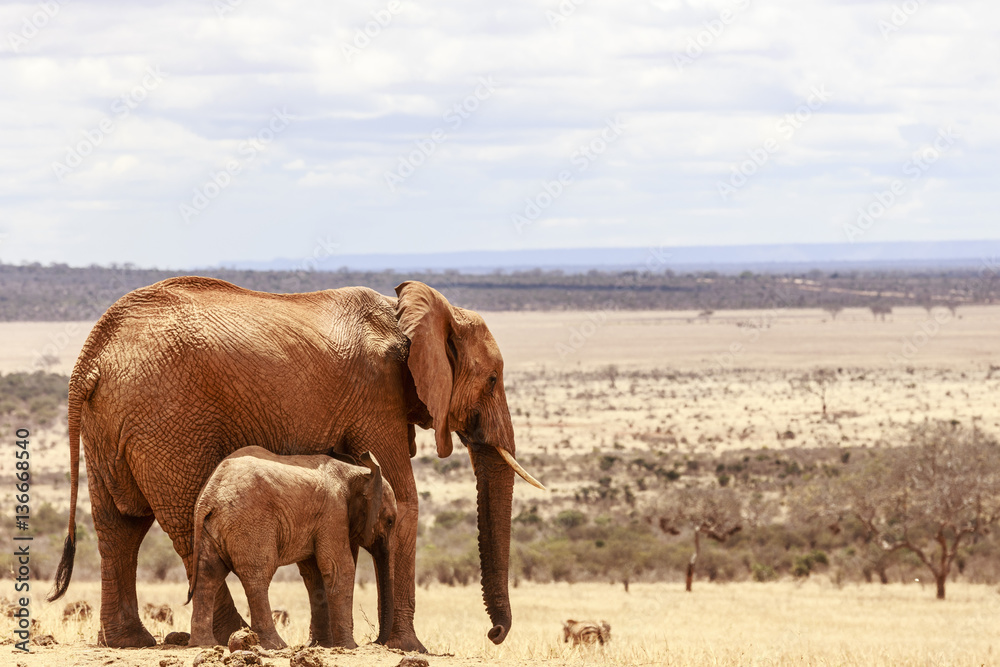 Elefantessa con il suo piccolo