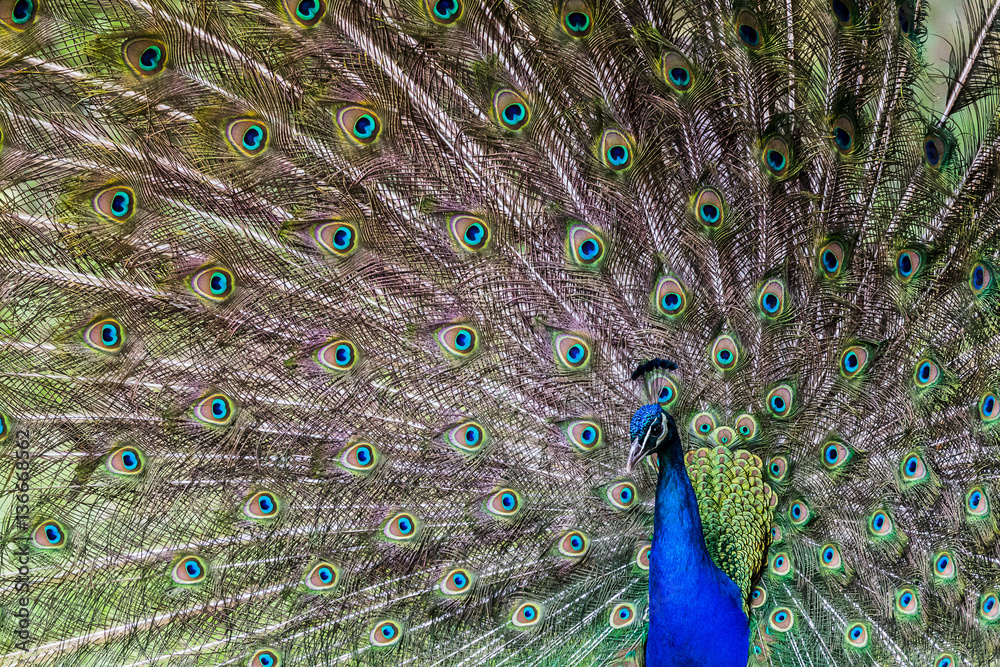 Fototapeta premium Peacock showing off to a mate